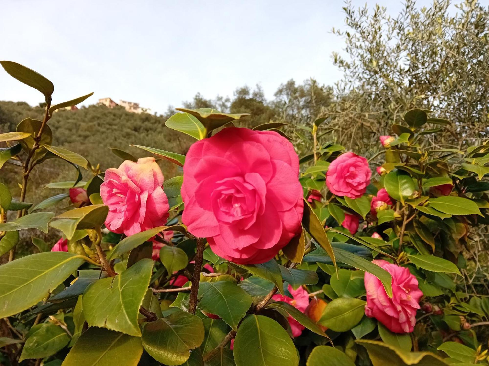 B&B Vignola Levanto Exterior photo